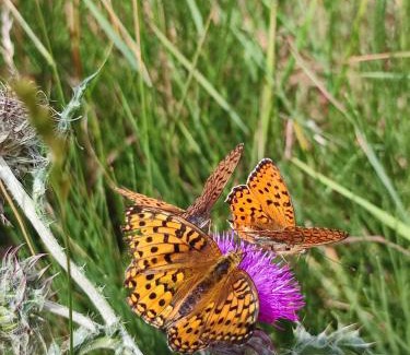 Gresse-en-Vercors Apartamento | Les Cimes - La Canopée