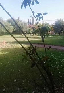 Tameslouht Casa | Les oliviers