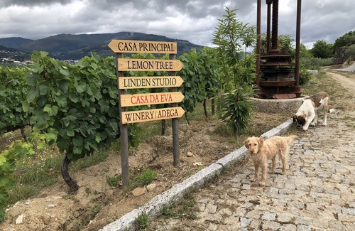 Barro Cabaña | Linden Studio at Terrus Winery