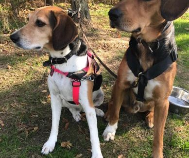 Alvsjo Chalet De Esquí | Liten stuga i Älvsjö 25 kvm med 2 sovloft