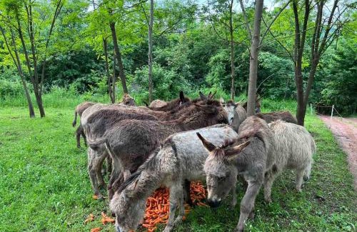 Central Serbia Apartamento | Magareće Mleko Eko Farma Sisevac Wellness&Spa