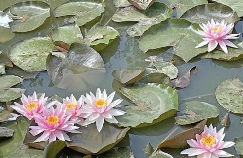 Sarceaux Casa | Maison de caractère avec jardin, proche d'Argentan, idéale pour pêche et détente en campagne - FR-1-497-131