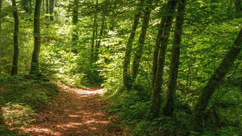 Santa Pau Casa | Majordoms Baseia - jardí i accés privat a La Fageda