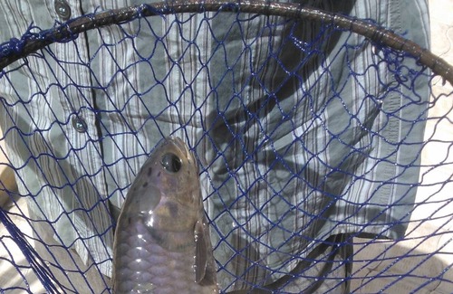 Kololi Cabaña | PUEBLO DE MANGO: UN SABOR REAL DE ÁFRICA BAJO LOS ÁRBOLES DE MANGO