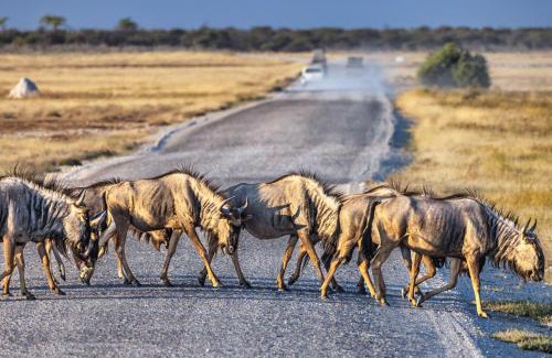 Tsumeb Complejo | Mushara Lodge