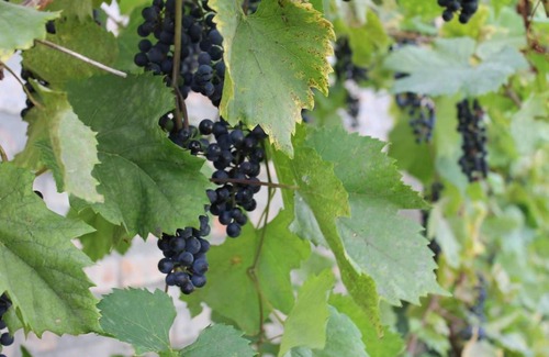 Ujkigyos Casa | Napsugár Vendégház