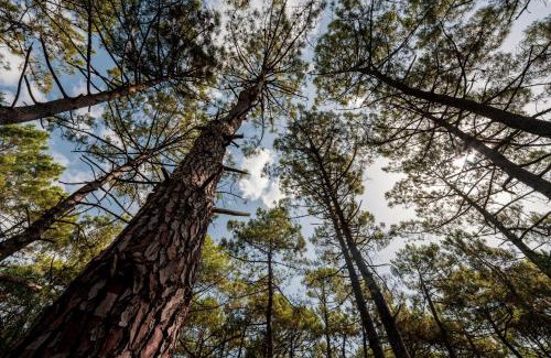 Claouey Otro | Natuara - L'écrin du Ferret
