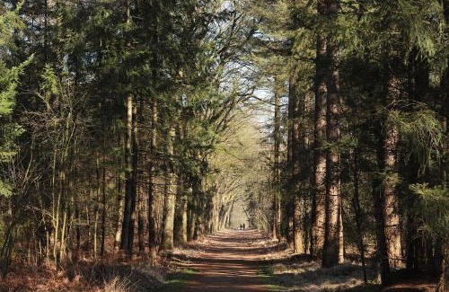 Soest Old Town Chalet De Esquí | Natuurhuisje aan Duinrand