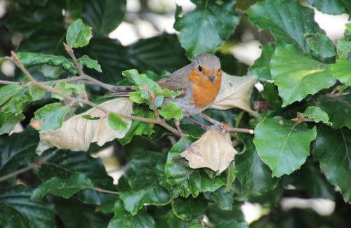Soest Old Town Chalet De Esquí | Natuurhuisje aan Duinrand