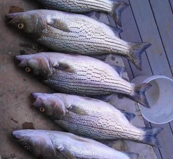 Decherd Apartamento | Newly Renovated Cozy Place Minutes From The Lake