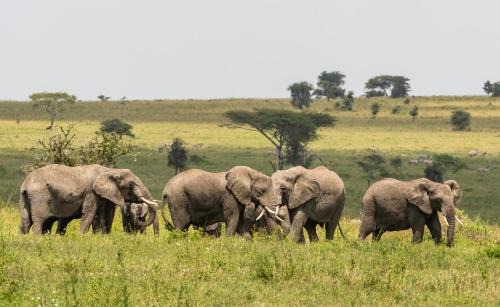 Ngorongoro Conservation Area Cabina | Ngorongoro Lodge member of Melia Collection - The Leading Hotels of the World