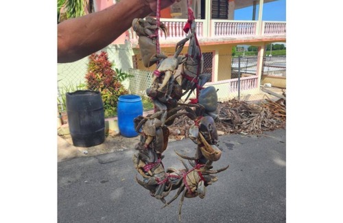 Barceloneta Casa | Paradise Escape