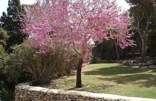 Wardija Cabaña | Ubicación tranquila en Wardija, cerca de la bahía de San Pablo: gran piscina y extensos jardines