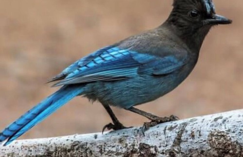 Loveland Cabina | Pinewood Lake Cabin - Deck view and cozy interior.