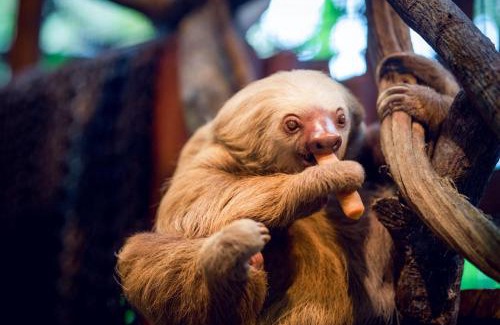 Poas Volcano National Park Cabina | Poas Volcano & La Paz Waterfall Cabins