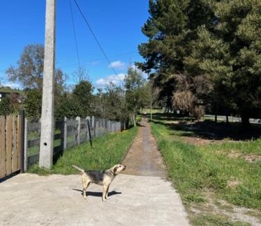 Panguipulli Casa | Preciosa cabaña pet friendly con vista a volcanes Villarica y Choshuenco, cerca Termas