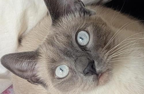 Tierrasanta Casa | Prime City Access At The Cat House - Room 1