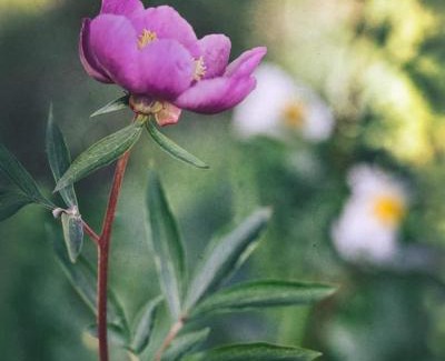 Herrera del Duque Apartamento | PUEBLO ENCANTO, Apartamento Rural