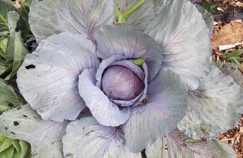 Mishmar HaShiv'a Apartamento | Quiet and beautiful bungalow near to old Jaffa City