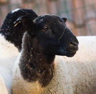 Alcobaca Chalet De Esquí | Quintinha da Charneca