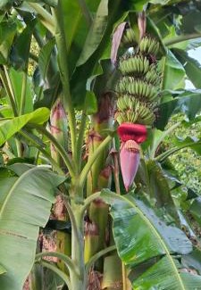Ban Lung Cabina | Ratanakiri Farmhouse & Trekking