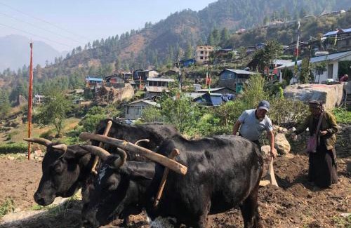 Gosainkund Casa | Red Panda Homestsy