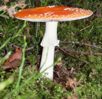 Rasun di Sotto Apartamento | Residence Vis à Vis