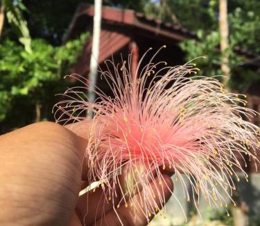 Koh Rong Casa | Sambath Sakseth Bungalow