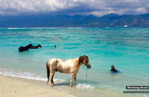 Kecamatan Sembalun Casa | Sasak Mentagi Homestay 2