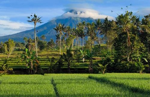 Kayangan Hotel | Sawah Ijen