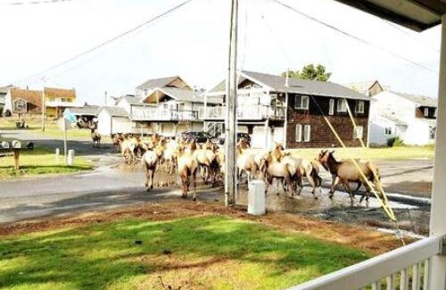 Seaside Villa | Seaside OR- Chic Family Beach Escape & Fast Wi-Fi