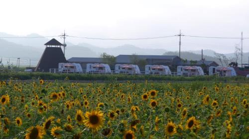 Jeungdo Otro | Sinan Solar Salt Healing Camp Caravan