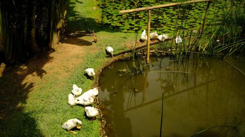 Janda Baik Casa | Single bedroom at Rumah Sentosa