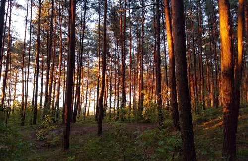Jurmala Casa | Small resort Pini & SPA