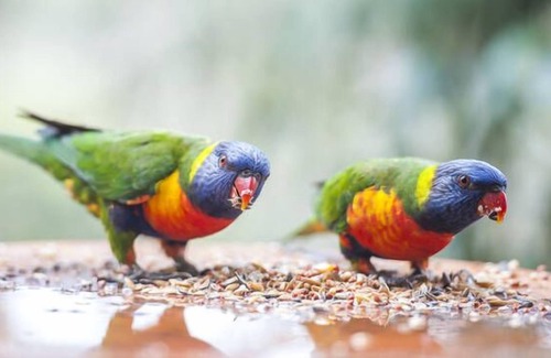 Smiths Lake Apartamento | Smiths Lake House - privada Estudio