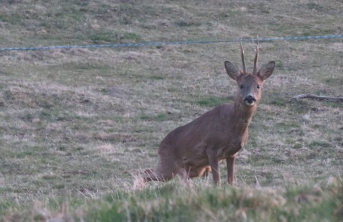 Saint-Donat Casa | "Sonnet" Sancy Artense