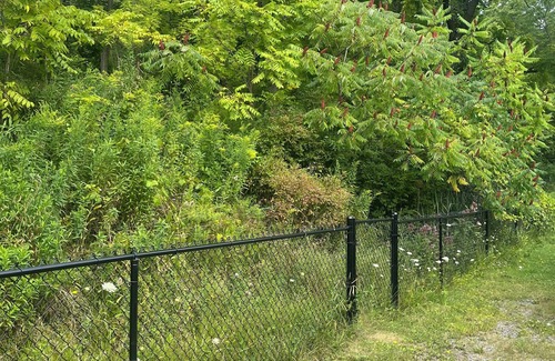 Conesus Casa | Sunrise on Conesus Lake: Pet Friendly Amazing views and blend of woods & water