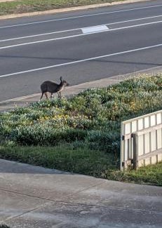 Aldinga Beach Casa | Sunset Guest Suite