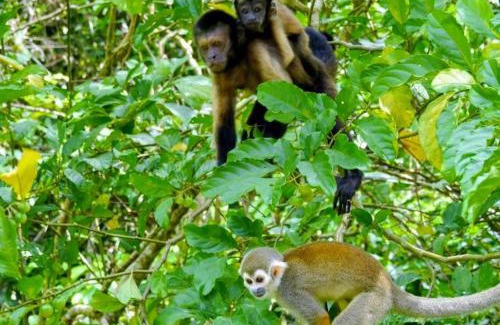 Clevia Complejo | Surinat Luxury Resort