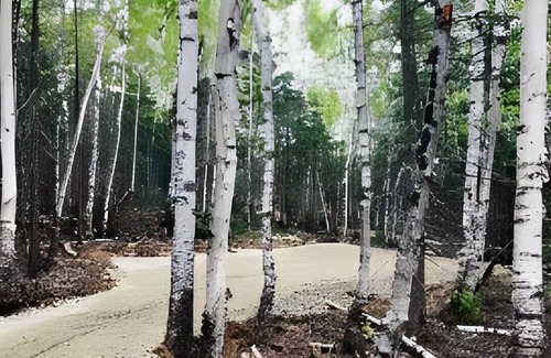 Baie-St-Paul Chalet De Esquí | Microcabin dens in the Charlevoix forest