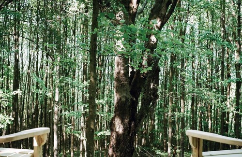 Waymart Alquiler De RV | Tentrr - Campamento de árboles huecos