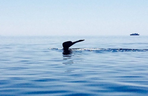 Forteau Hotel | The Florian Hotel