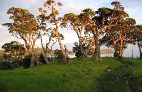 Waiheke Island Apartamento | The Nikau Loft