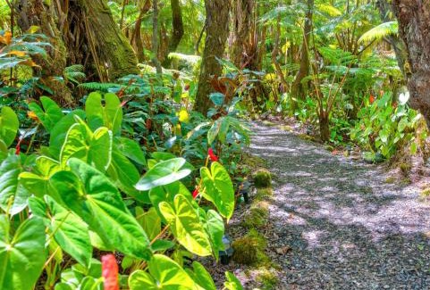 Volcano Hotel | The Pacifica Inn