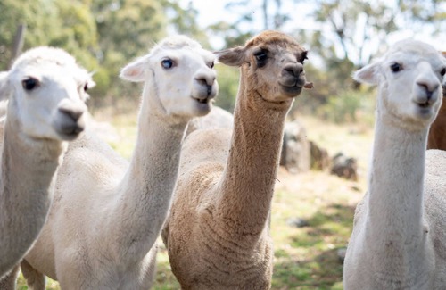 Windeyer Cabina | The Retreat Cabin Sum