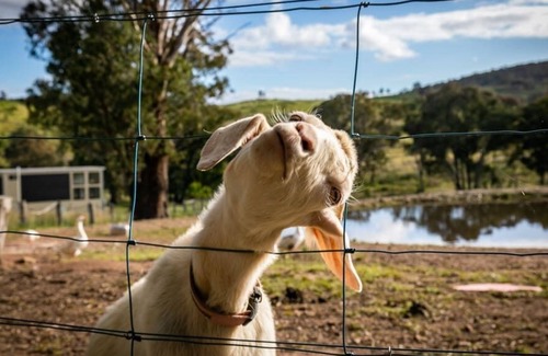 Windeyer Cabina | The Retreat Cabin Sum