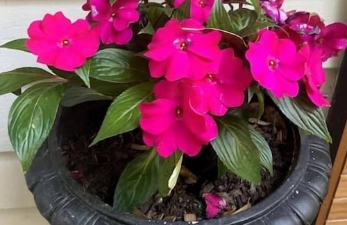 Smiths Lake Chalet De Esquí | The Smiths Lake Chalet