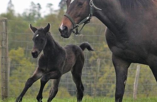 Cranbrook Cama Y Desayuno | Three Chimneys Farm Accommodation