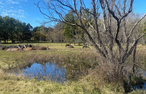 Burradoo Cabaña | Tiny Garden Cabin