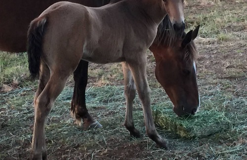 Pilot Hill Casa | Tiny House on Horse Ranch in Northern California